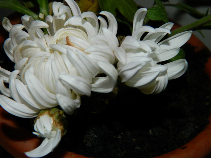 prea frig afara sa mai infloreasca...