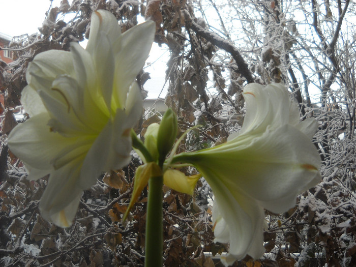 frumusetea naturii;frunza de struguri,zapada si flori de Amarylis!!!