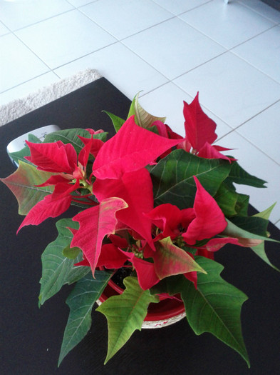 Poinsettia