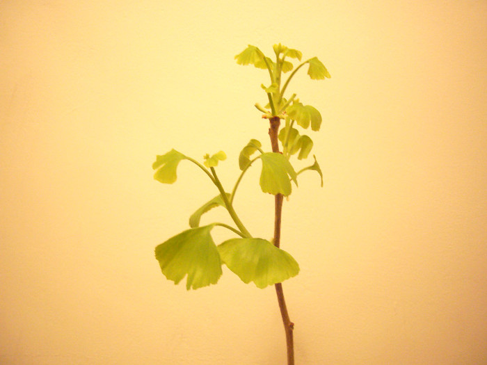 Primii muguri 2011 - Seminte Ginkgo - 2011