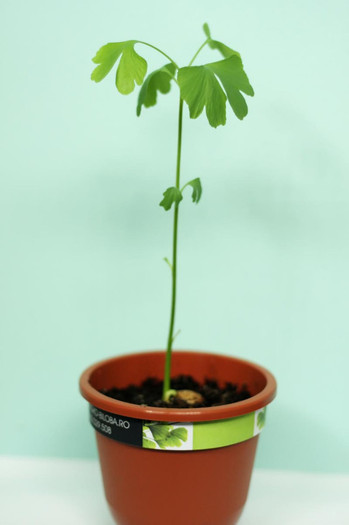 Ginkgo_mic_07 - Ginkgo - poze