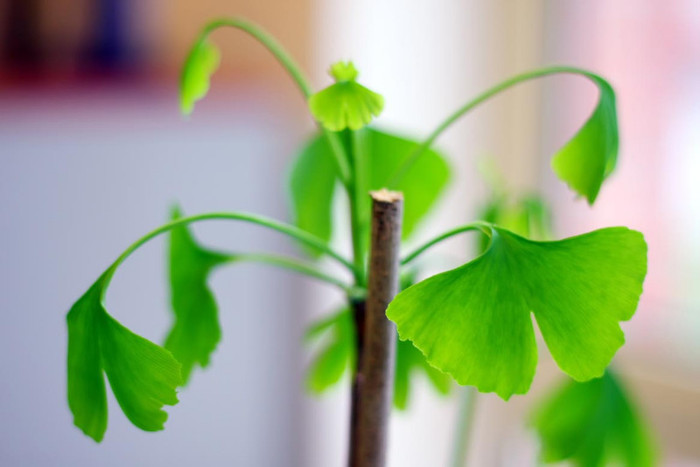 Ginkgo-biloba01