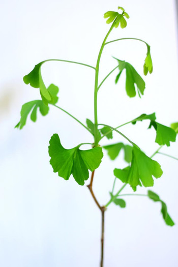 Ginkgo-biloba13 - Ginkgo Biloba - poze