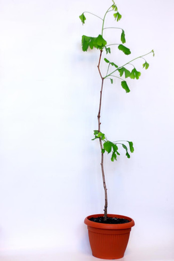Ginkgo-biloba14