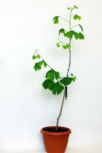 Ginkgo-biloba15