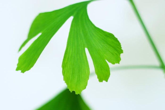 Ginkgo-biloba19