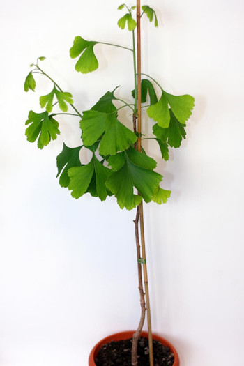 Ginkgo-biloba22