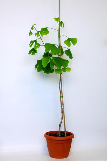 Ginkgo-biloba24