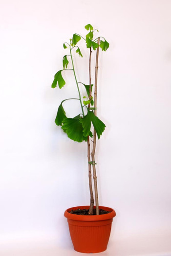 Ginkgo-biloba25