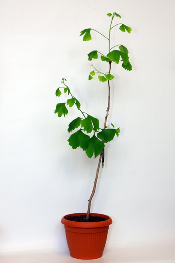 Ginkgo-biloba26