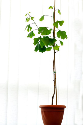 Ginkgo-biloba37