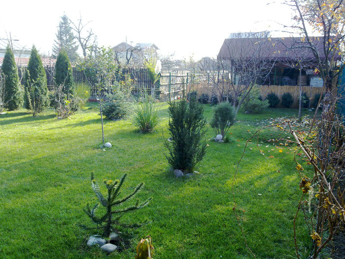 Araucaria si gazonul in NOV