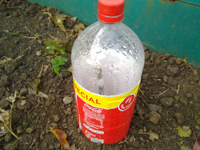 trandafiri primiti de la dancoman