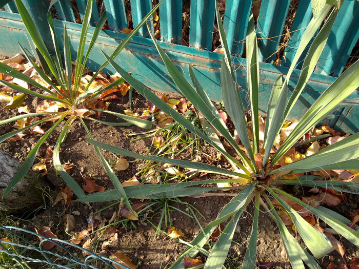 Yucca de la Anytta
