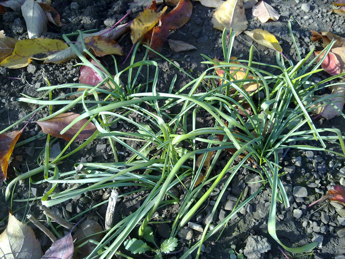 muscari