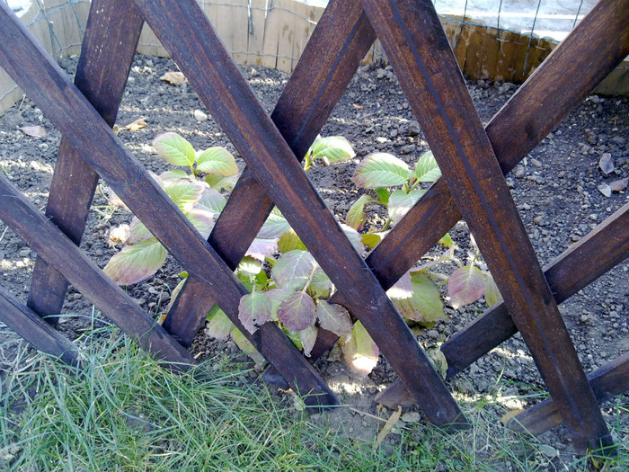 hortensia dupa gratii