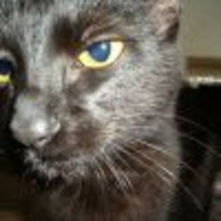 profilul-rasei-de-pisici-bombay - Pisica Bombay