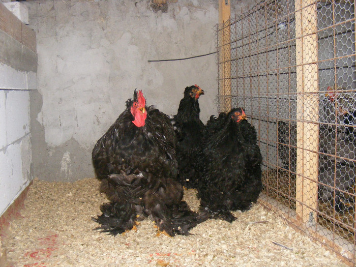 matca 2012 - Cochinchina urias negru
