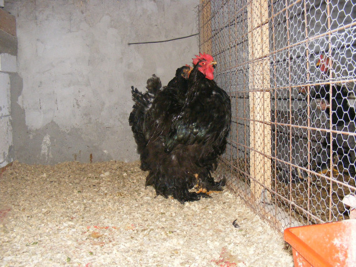 matca 2012 - Cochinchina urias negru