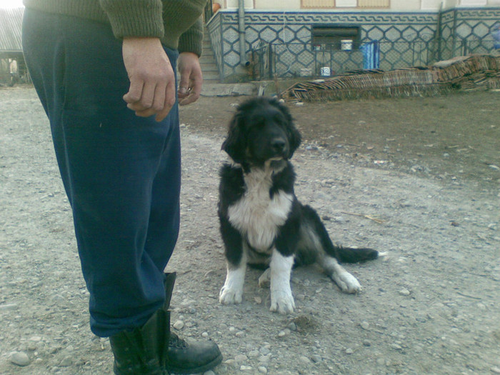 30112011(001) - caini ciobanesti de bucovina care au fost sau sunt in proprietatea mea
