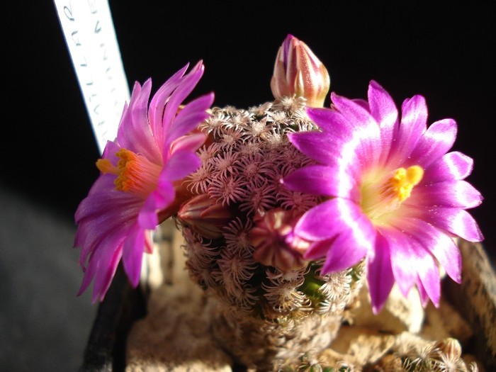 Mammillaria hernandezii
