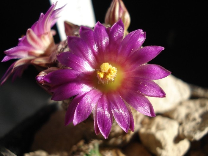 Mammillaria hernandezii - Cactusi 2011