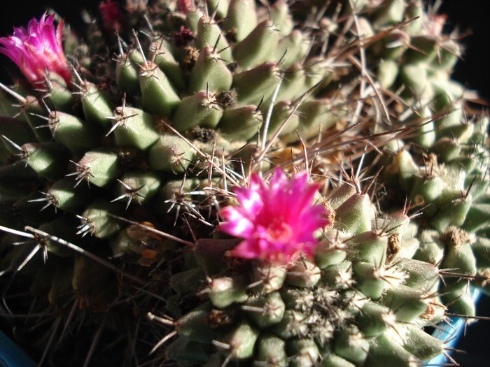 Mammillaria sartori - Cactusi 2011