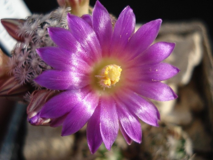 Mammillaria hernandezii