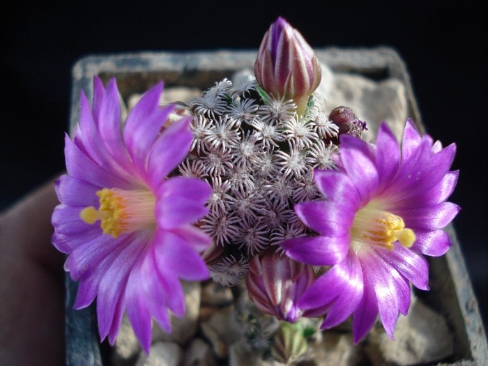 Mammillaria hernandezii