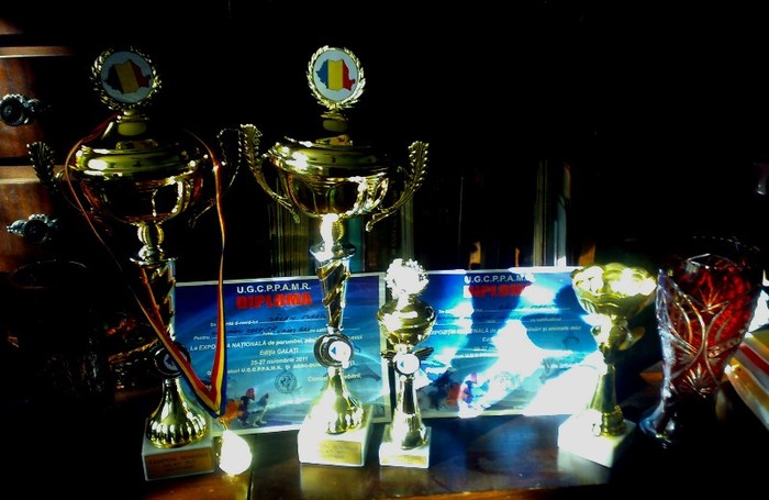 271120114350 - Campioni Colectie 2011 U gri