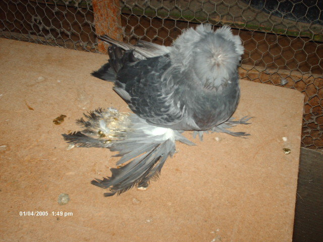 Picture 271 - buhara 2012 bokharapigeons