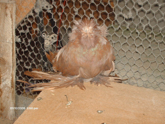 Picture 291 - buhara 2012 bokharapigeons