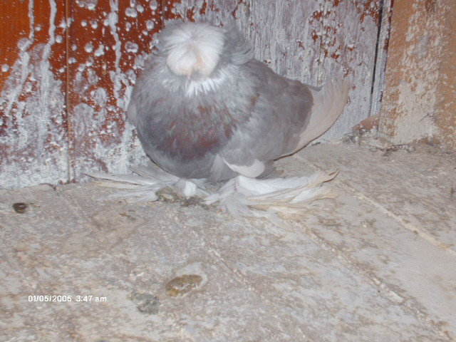 femela 2011 - buhara 2012 bokharapigeons