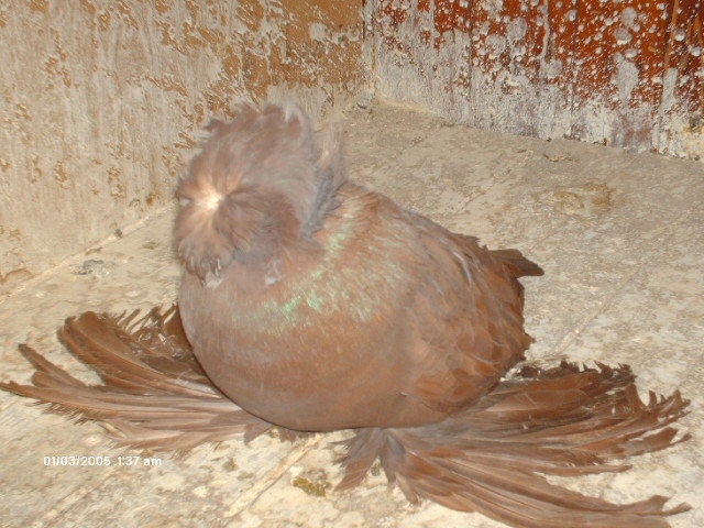 Picture 338 - buhara 2012 bokharapigeons