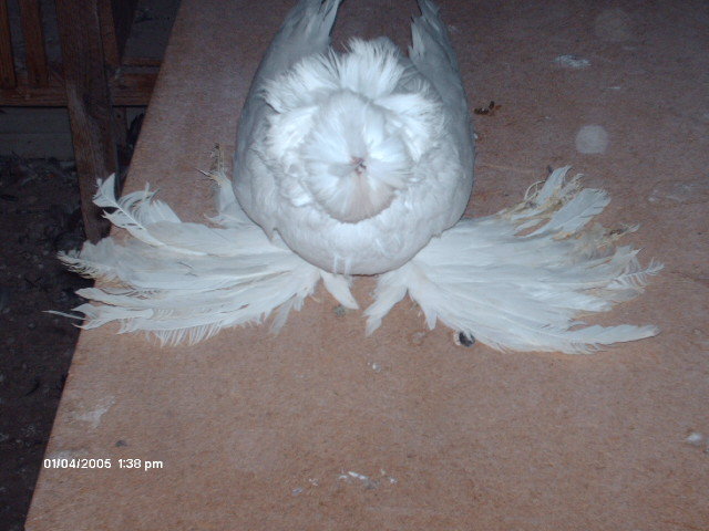 Picture 244 - buhara 2012 bokharapigeons