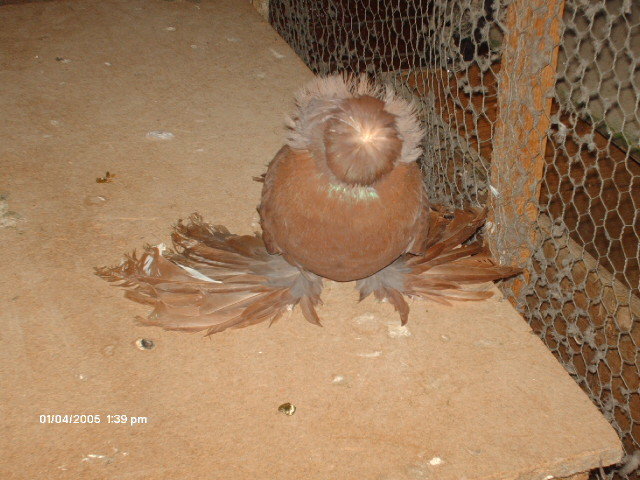 Picture 245 - buhara 2012 bokharapigeons