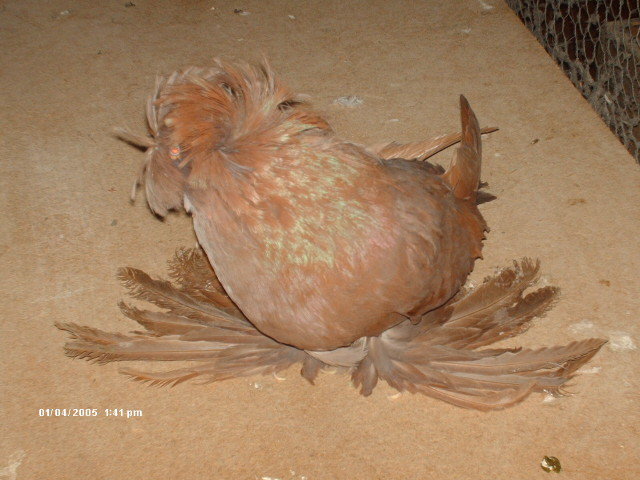 Picture 248 - buhara 2012 bokharapigeons