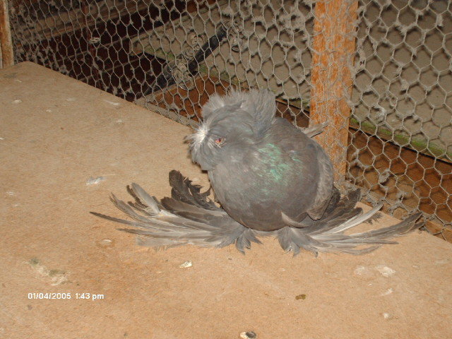 Picture 252 - buhara 2012 bokharapigeons