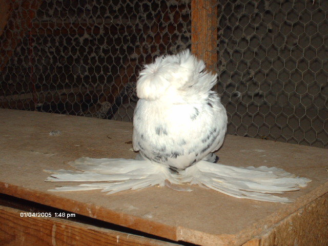 Picture 260 - buhara 2012 bokharapigeons