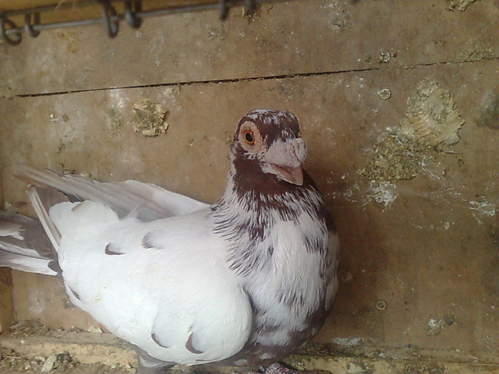 291120113286 - 3 tineret 2011