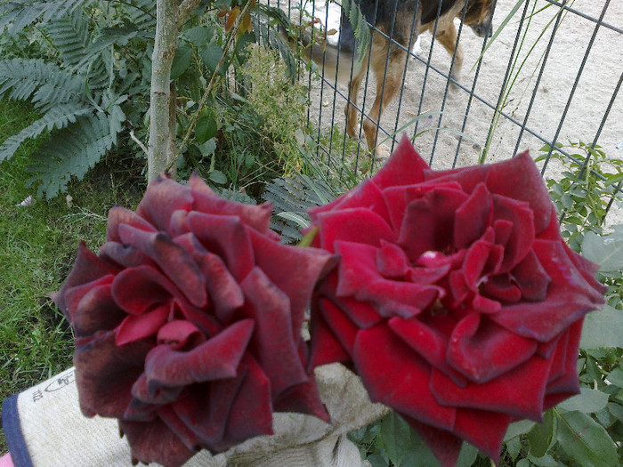 poze gradina 016 - OCTOMBRIE trandafiri mei iubiti