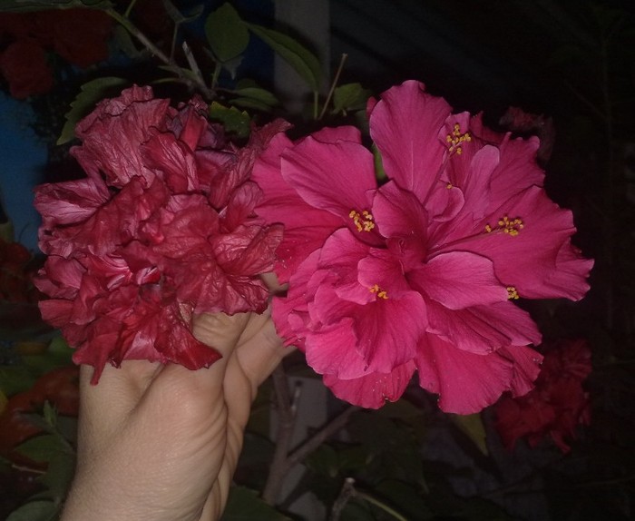 ap (2) - HIBISCUSII MEI