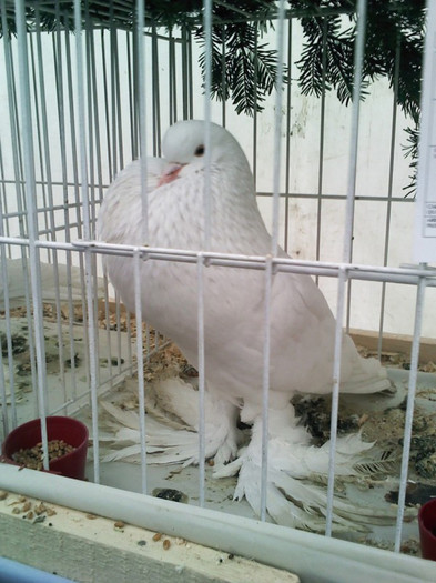 porumbel-expo galati - 7-anunt important