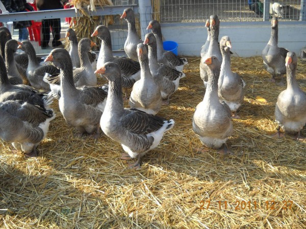 gaste toulouse expo galati - 7-anunt important