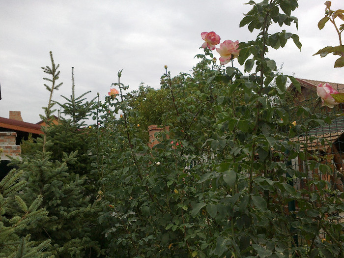poze gradina 018 - OCTOMBRIE trandafiri mei iubiti