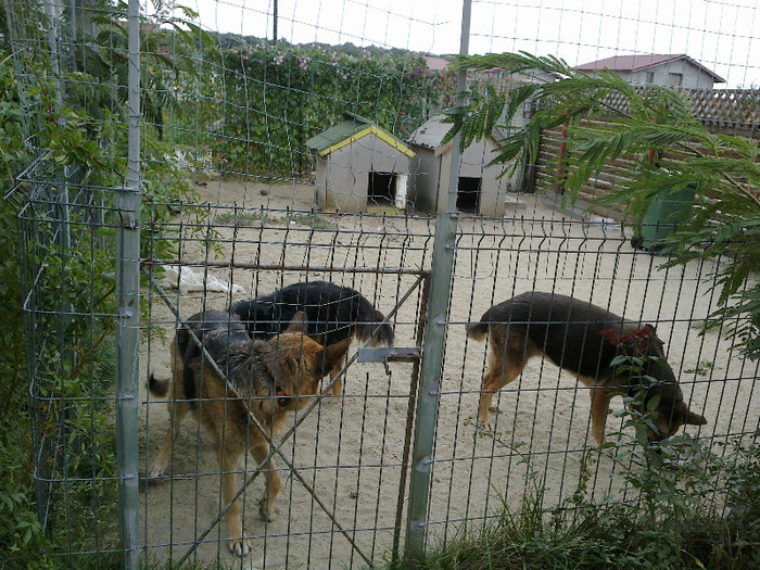 Mara, Bonny si Cabac