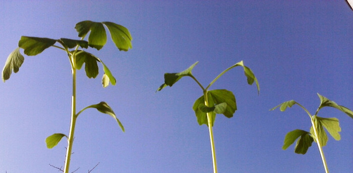 Ginkgo de o luna