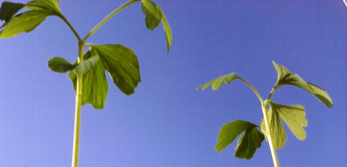 Ginkgo de o luna
