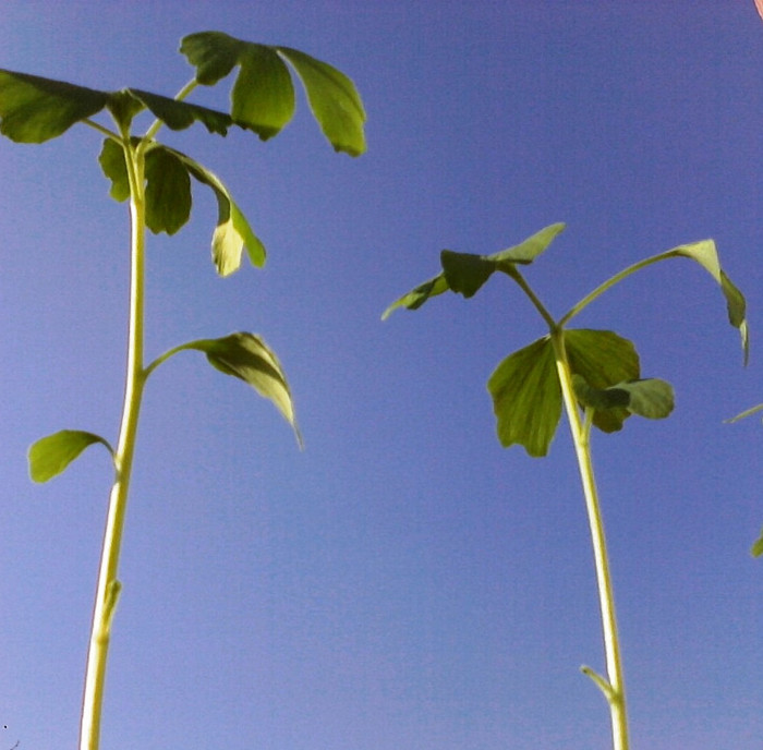 Ginkgo de o luna