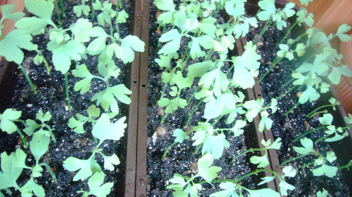 Inainte de plantare in pepiniera - Ginkgo - primavara 2011